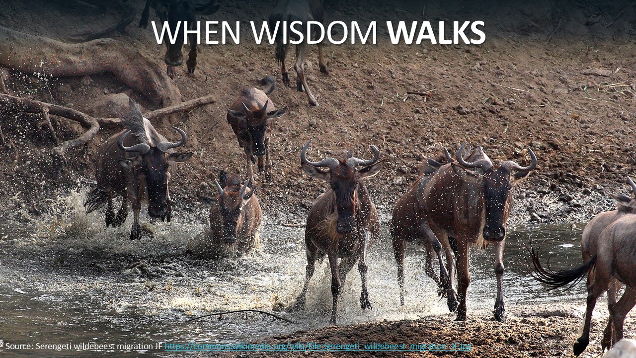 When Wisdom Walks